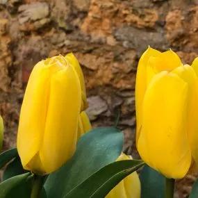 Candela Tulip (Tulipa Candela) Img 4